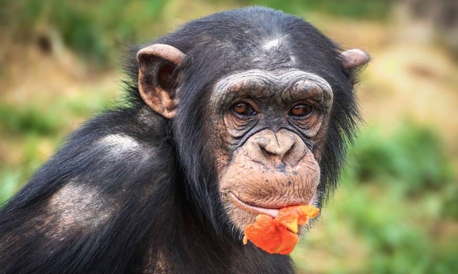 4 de octubre: Día Mundial de los Animales 