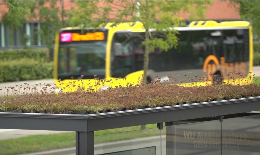 Habilitan refugios para abejas en más de 300 paradas de buses 