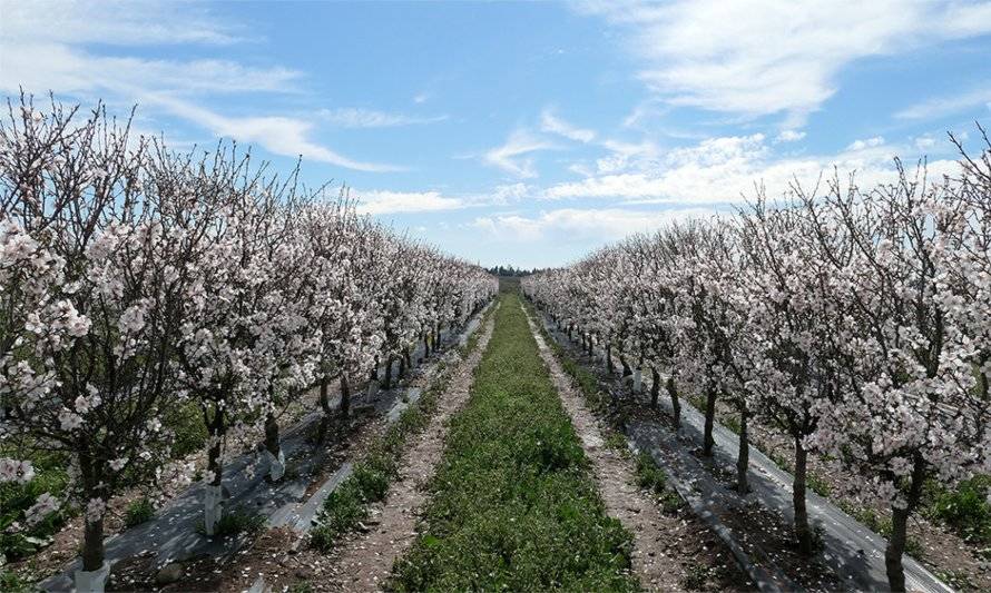 Cambio climático y nuevas alternativas productivas