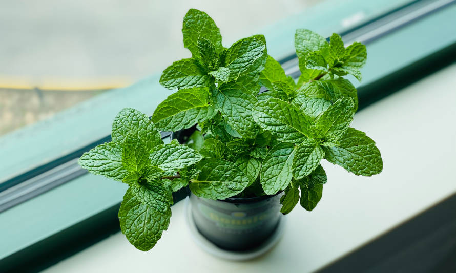 Menta: una poderosa aliada de la medicina 