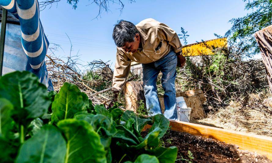 Más de 100 vecinos del Salar de Atacama cultivan sus propias hortalizas en el hogar