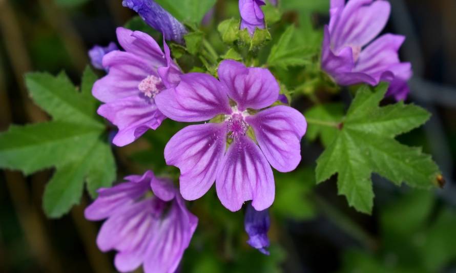 La malva es un gran antiinflamatorio que vive en nuestros jardines