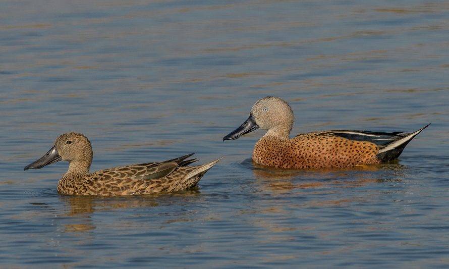 Estudio revela aumento de especies de aves acuáticas en Laguna Batuco