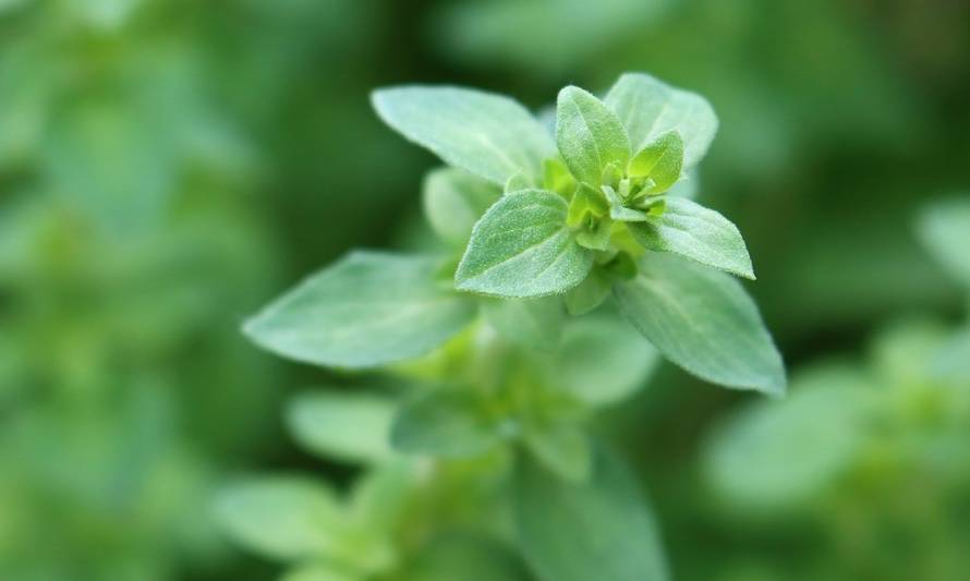 El orégano es la hierba con más antioxidantes para tu salud