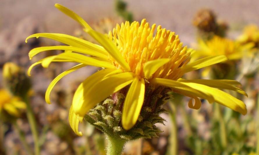 El bailahuén te ayuda a sanar naturalmente