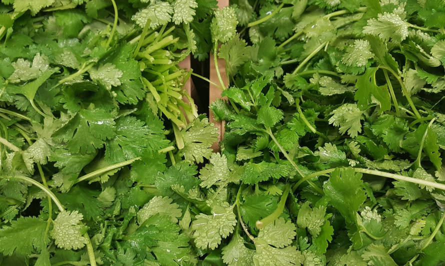 Cilantro mejora la capacidad de procesar el azúcar en sangre 