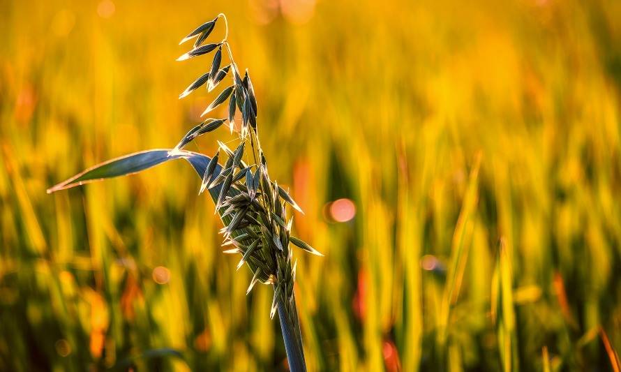 La avena regula tus niveles de azúcar y colesterol