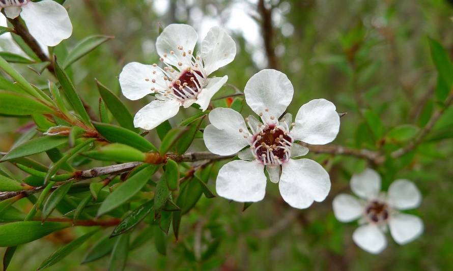 El aceite de árbol de té es un excelente remedio para el acné