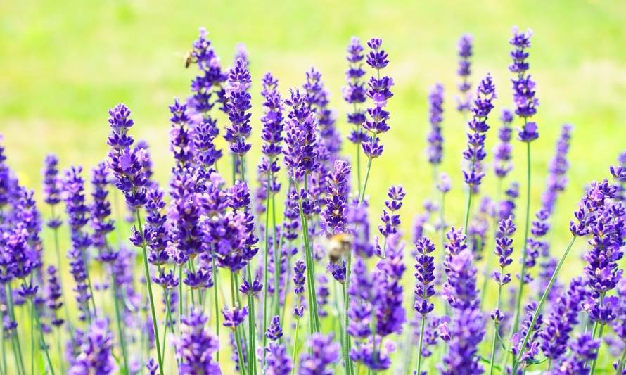 La lavanda puede ayudar a calmar el nerviosismo y la ansiedad