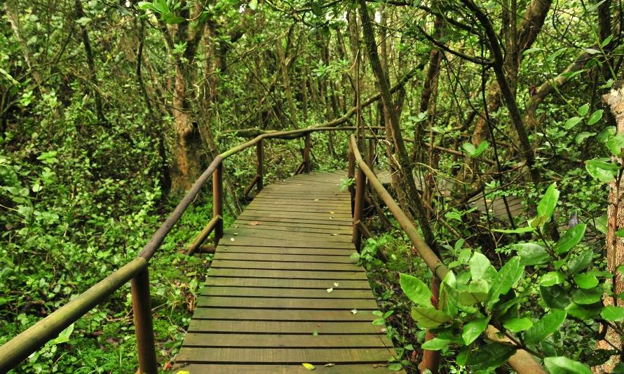 Parque Fray Jorge: tesoro verde a orillas del desierto