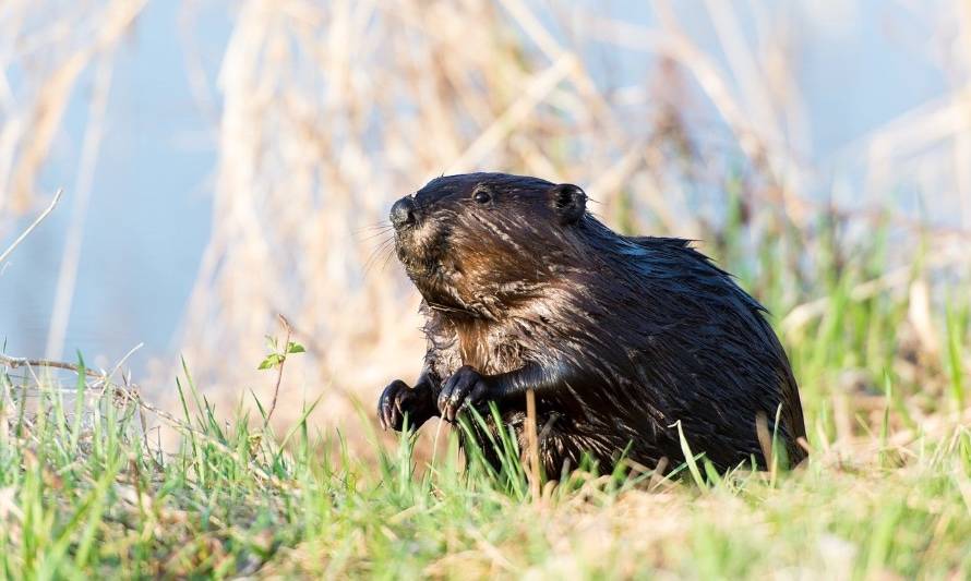 Plaga de castores canadienses destruye la Patagonia