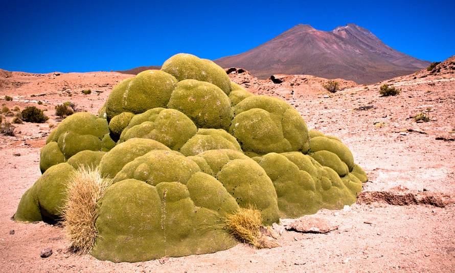 Yareta: planta de las montañas que reduce la diabetes