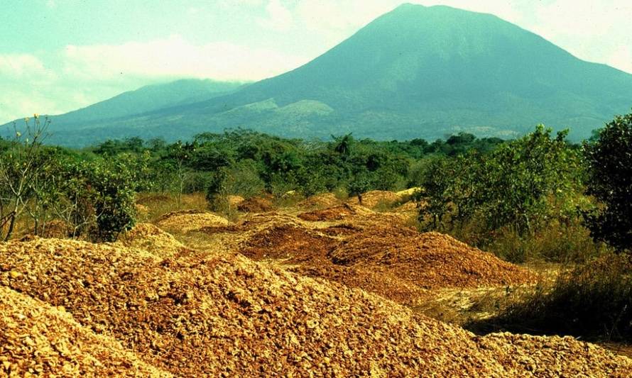 Científicos abonaron un bosque con 12 mil toneladas de cáscaras