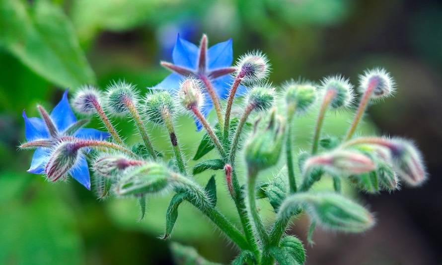 La borraja es una nutritiva planta que puede depurar tu organismo