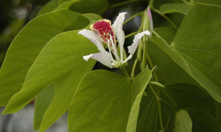 Planta pata de vaca es un potente regulador de la diabetes - ¿Cuál es tu  huella?