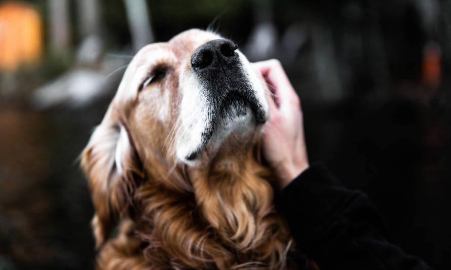 Mascotas pueden compartir las emociones de sus dueños