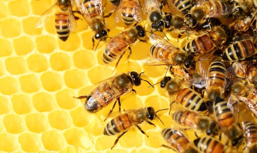 Científicos descubren remedio para proteger a las abejas