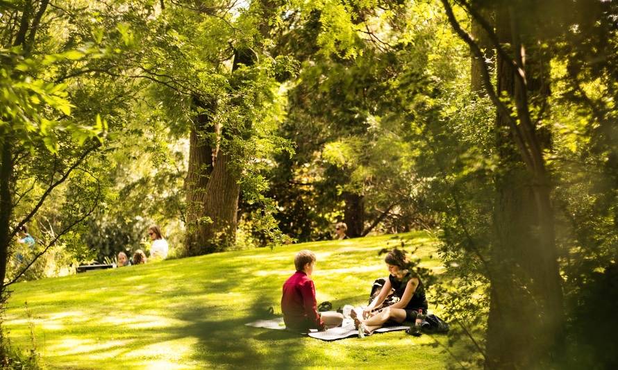 Los árboles reducen la temperatura urbana hasta en 12° Celsius