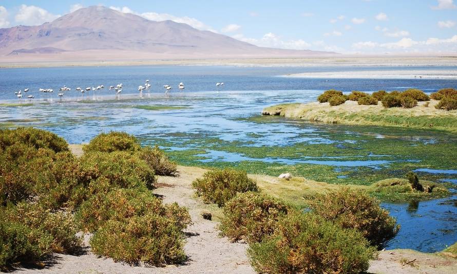 Descubren por qué las plantas sobreviven en el Desierto de Atacama