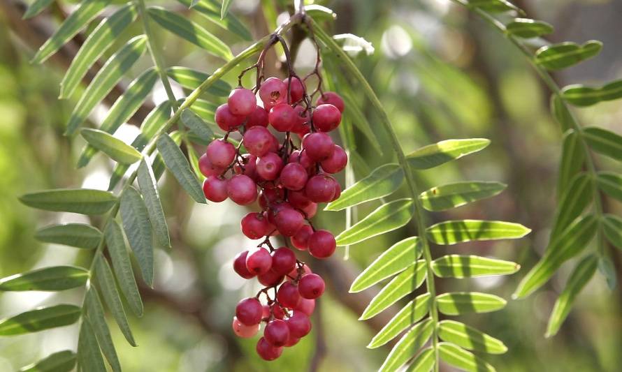 Molle: el resistente árbol chileno que encanta los paladares 