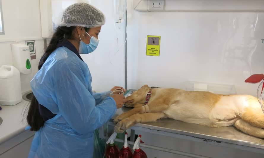 Esterilizar o castrar: Una decisión importante para la salud de tu mascota