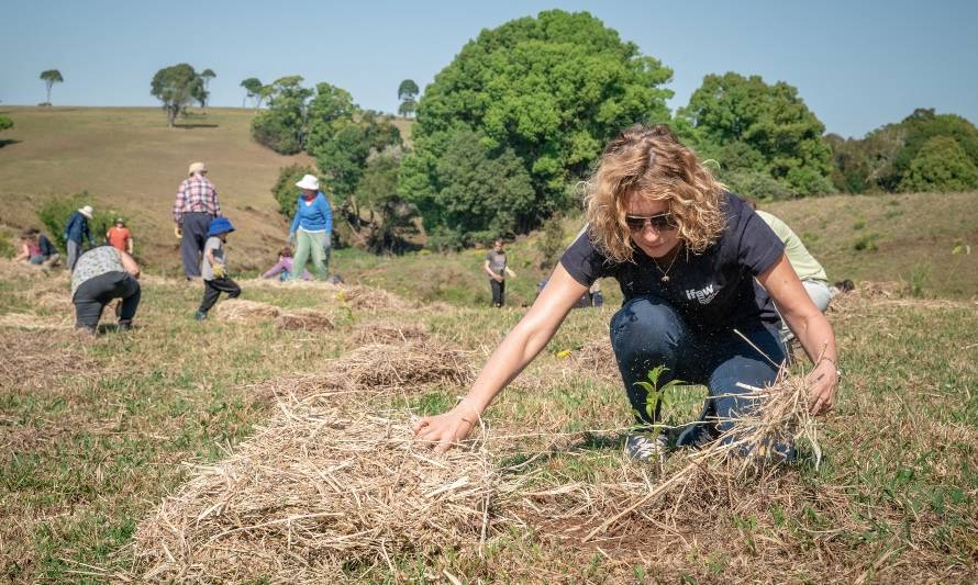 Revisa cinco árboles que consumen poca agua ideales para reforestar - ¿Cuál  es tu huella?