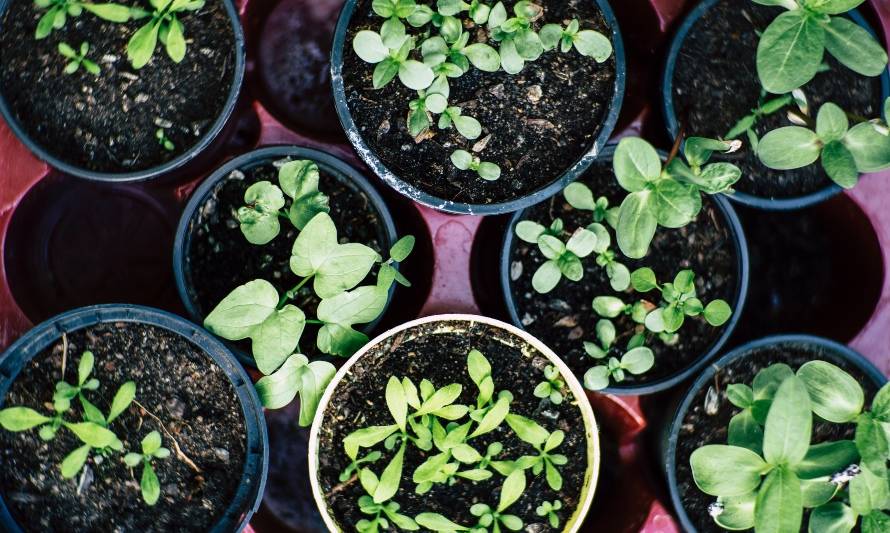 Conoce cinco plantas que te ayudarán a repeler moscas e insectos