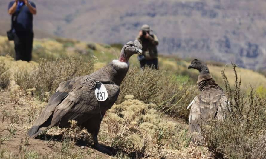 Tres cóndores que permanecían en cautiverio fueron liberados en el Cajón del Maipo 