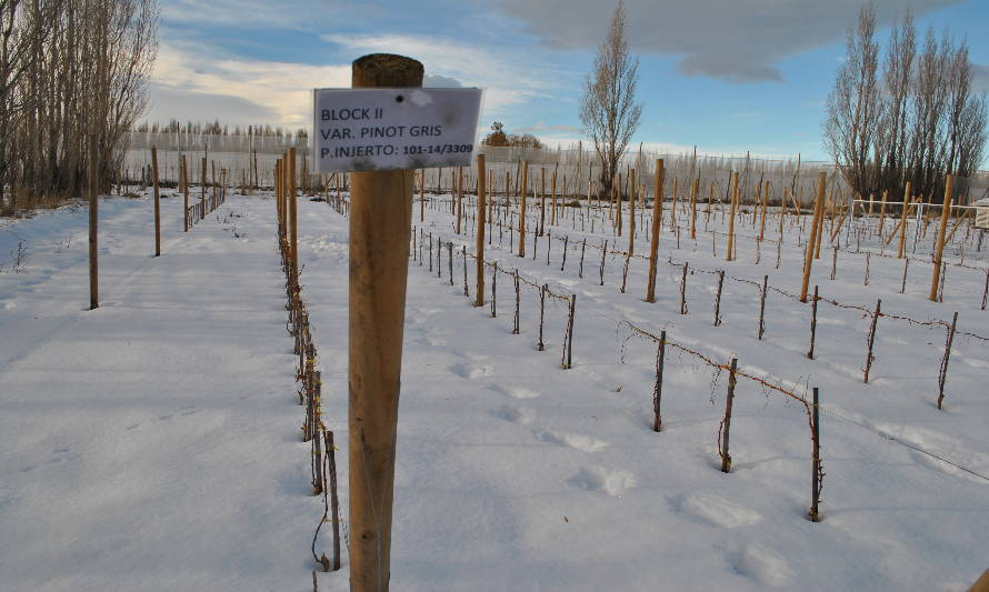 Keóken: el vino más austral del mundo