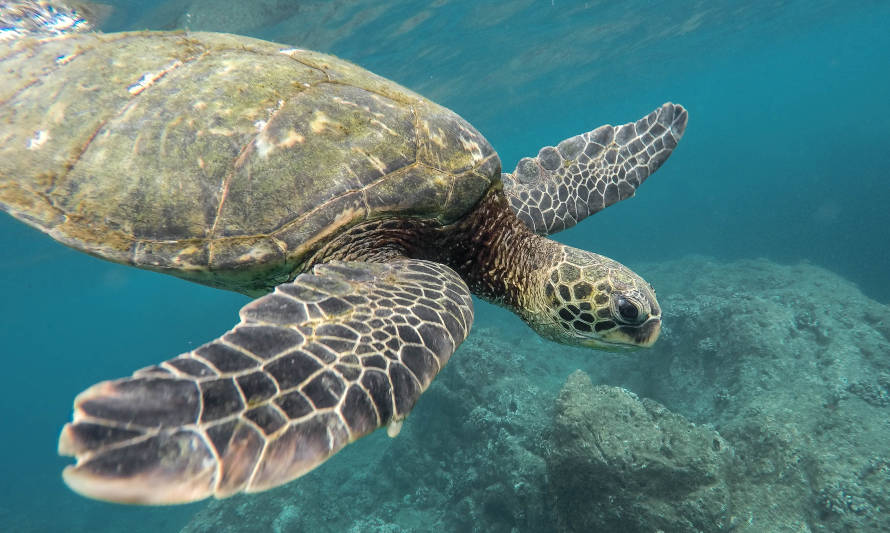 Ecuador creará la nueva Reserva Marina de Galápagos