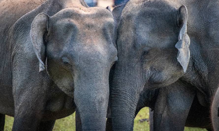 Evolución: Elefantas nacen sin colmillos debido a la caza furtiva