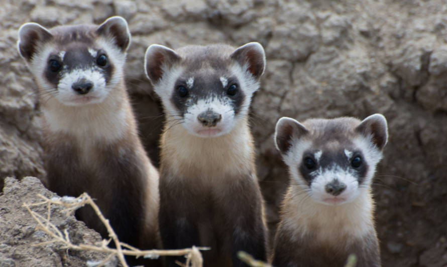 Primer hurón clonado del mundo podría salvar a la especie de la extinción