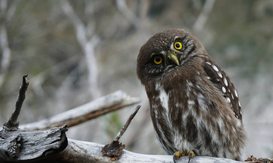 Chile es el primer país del continente con una estrategia nacional de conservación de aves