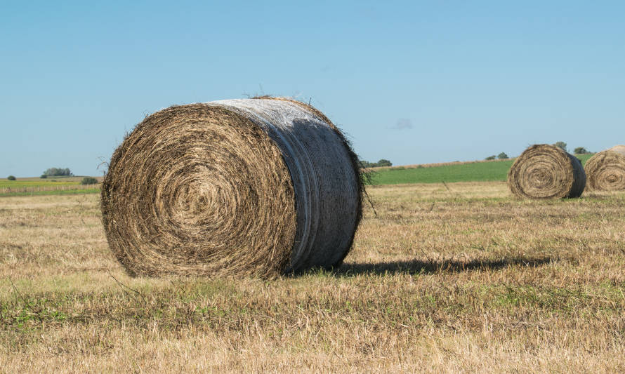 Patagon Fiber: tecnología transforma residuos agrícolas en un biotextil hilable