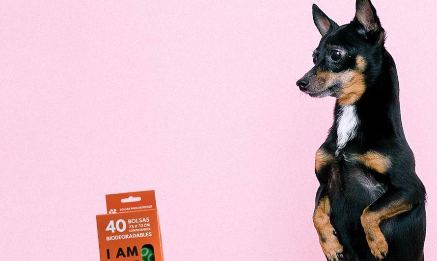 3 tips para el cuidado sustentable de tu mascota
