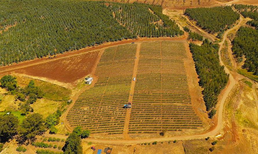 La transformación de la fruticultura