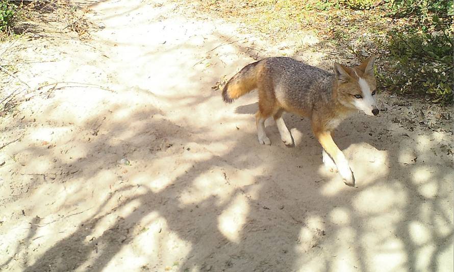 ¿Un zorro diferente?: Cámaras trampa detectan zorro culpeo con posible leucismo
