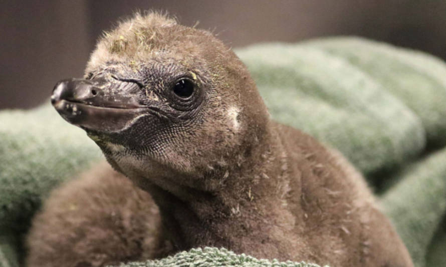 Nace primer polluelo cuidado por una pareja de pingüinos machos