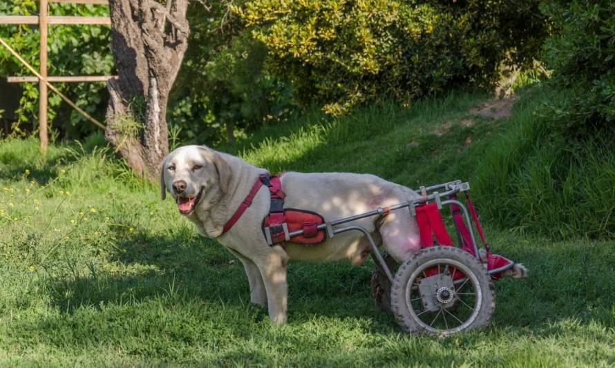 Fundación Chile Mestizo: iniciativa apuesta por el rescate de perros en situación de riesgo