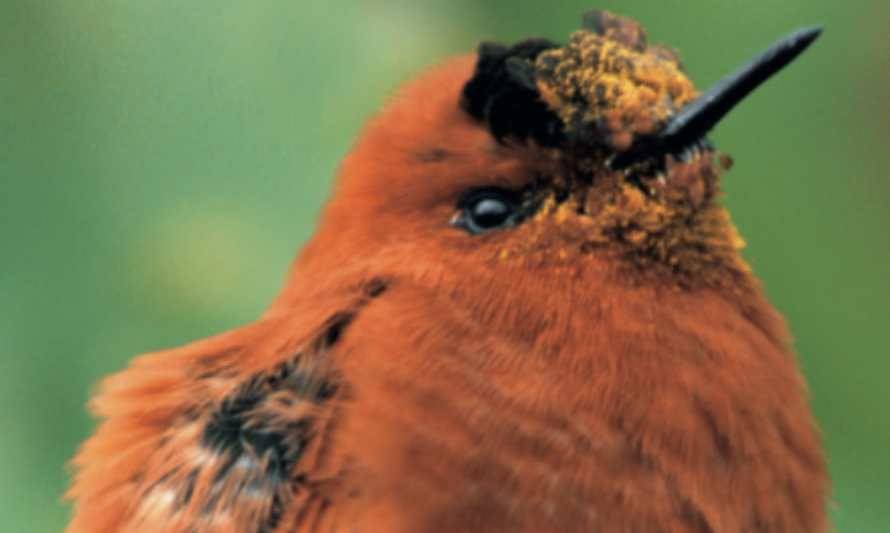 Conoce las mejores guías para recorrer la naturaleza en vacaciones