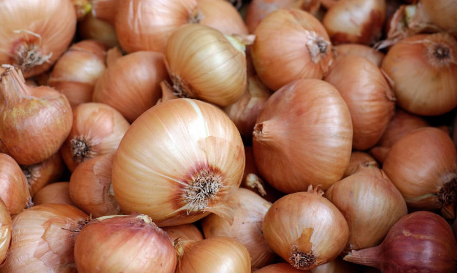 Cáscara de la cebolla contiene potente antioxidante superior a cualquier otro
