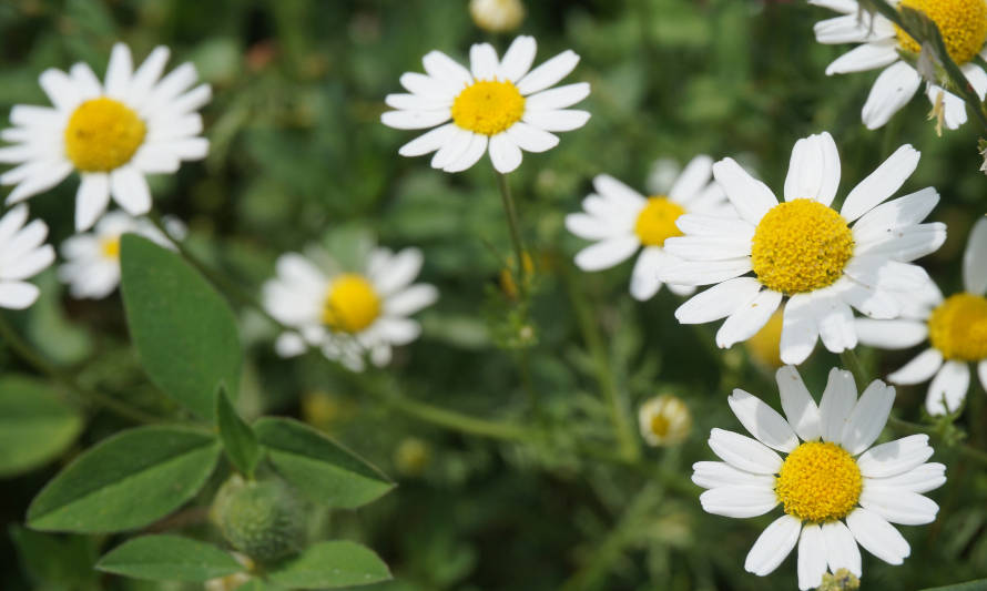 Conoce cuatro plantas que regulan el azúcar en el cuerpo