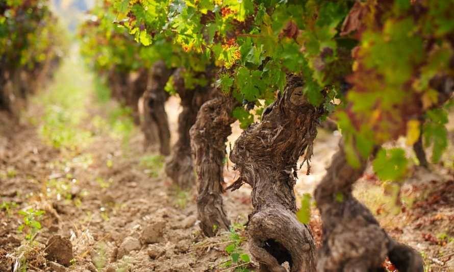 Descubre la huella sustentable de Viñedos Veramonte