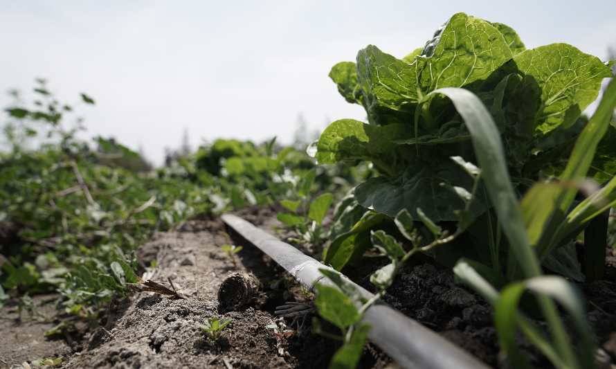 INDAP y Anglo American mejoran la gestión de agua en la agricultura campesina de Chacabuco y Los Andes