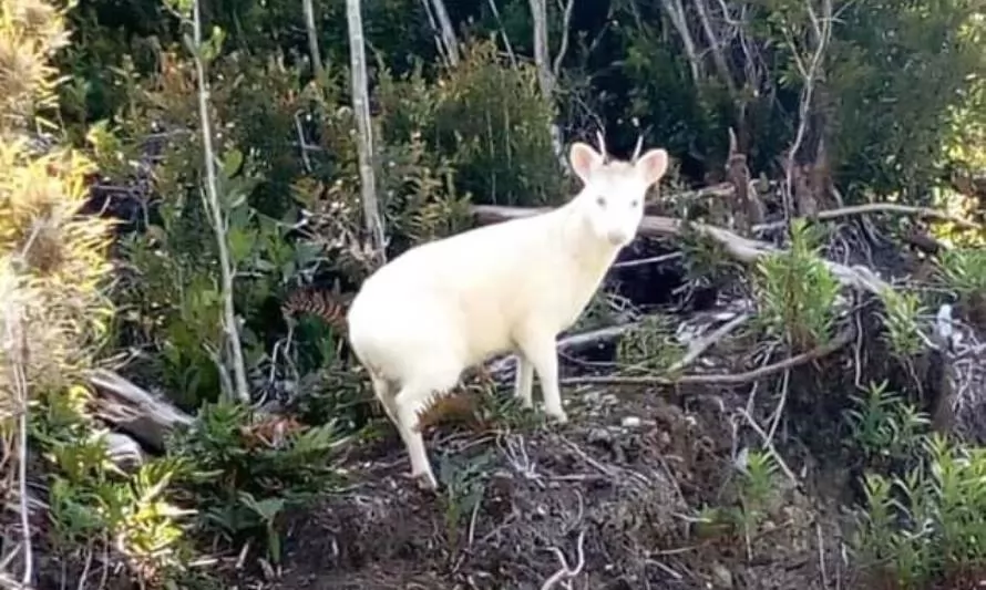 Captan nuevo avistamiento del pudú albino en Chiloé