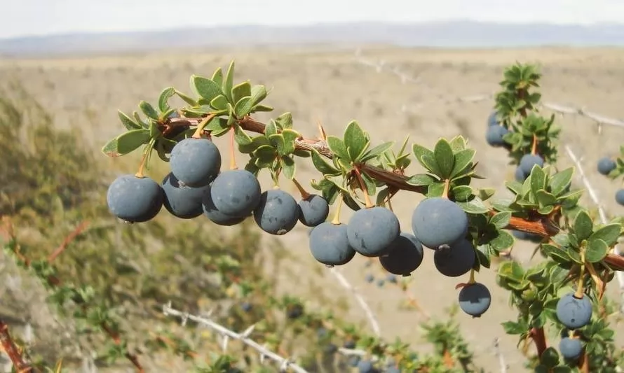 Conoce tres berries nativos que previenen enfermedades cardiovasculares