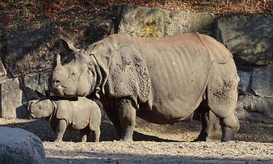 Peligro de extinción: Nacimiento de nuevo rinoceronte da esperanzas a la especie