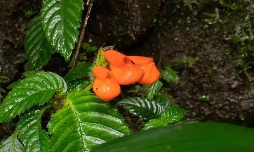 ‘’Extinctus’’: planta ecuatoriana que se creía extinta reaparece tras 40 años