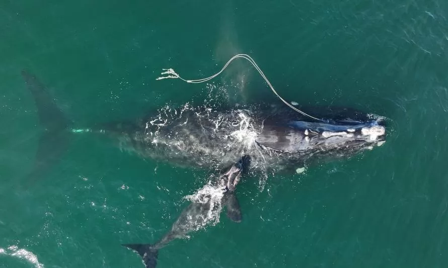 Ballenas francas en peligro de extinción aparecen en las costas de Georgia 