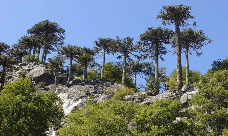 WWF hace un llamado a proyectos de restauración de bosques chilenos